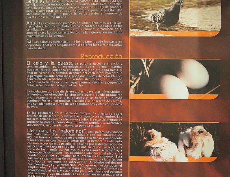 Palomares de Tierra de Campos en Palencia