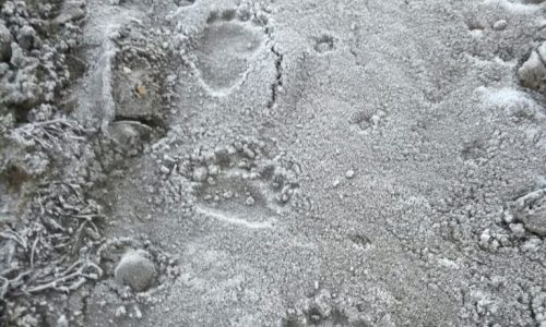 Rutas de rastreo de fauna