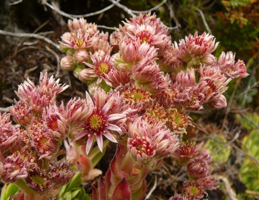 Rutas en 4x4 para observación de fauna