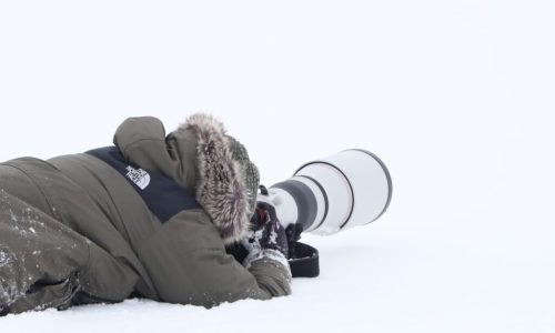 Safari fotográfico (A. Liébana)