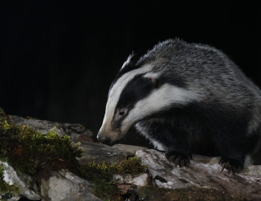 Tejón (M. G. Corral)