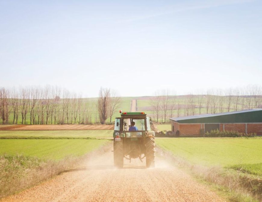 Visitar un rebaño de ovejas