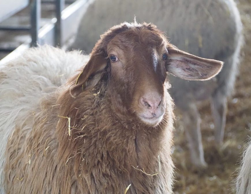 Visitar un rebaño de ovejas