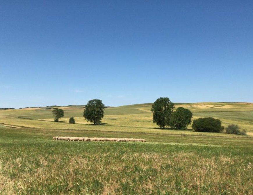 Visitar un rebaño de ovejas
