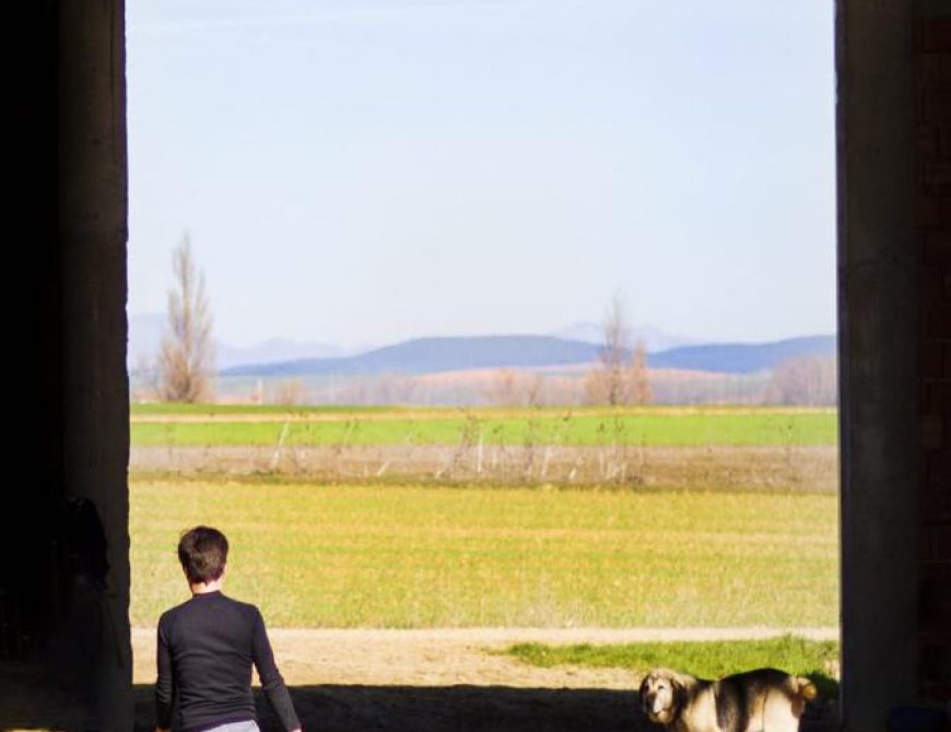 Visitar un rebaño de ovejas