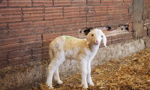 Visitar un rebaño de ovejas