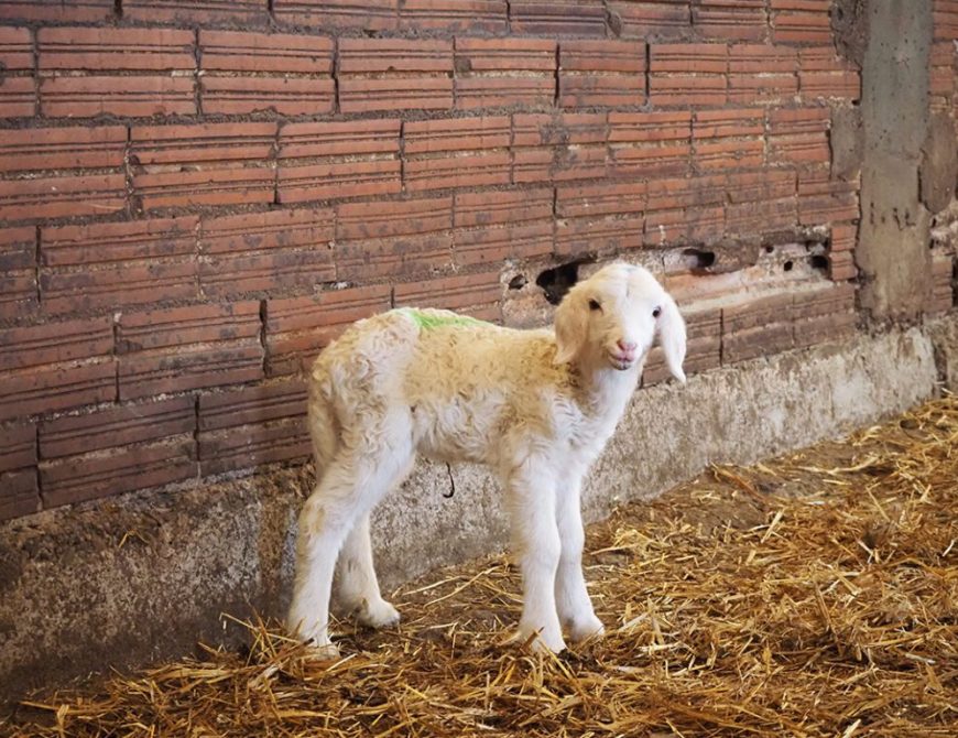 Visitar un rebaño de ovejas