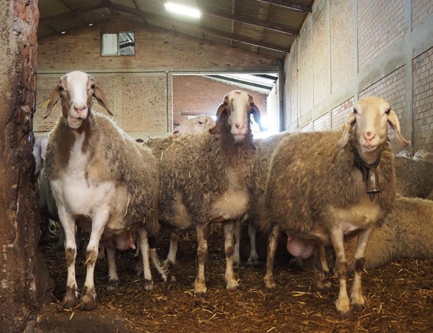 Visitar un rebaño de ovejas