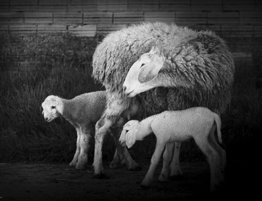 Visitar un rebaño de ovejas