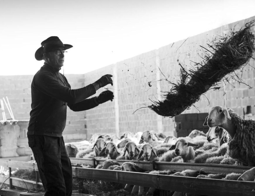 Visitar un rebaño de ovejas