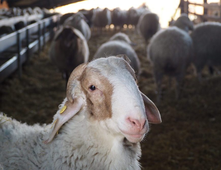 Visitar un rebaño de ovejas