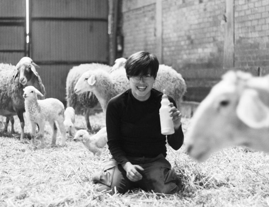 Visitar un rebaño de ovejas