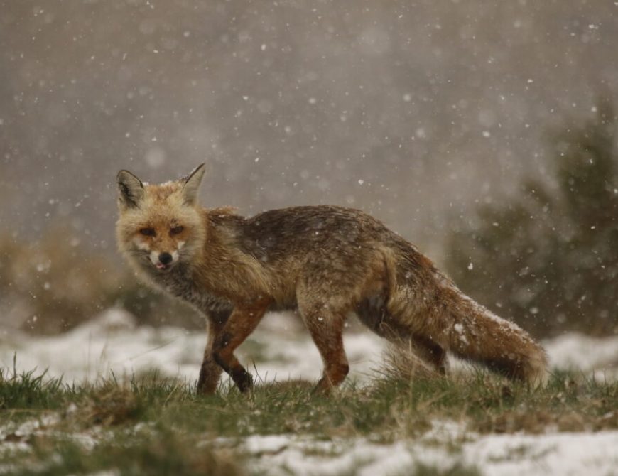 Zorro (M. G. Corral)