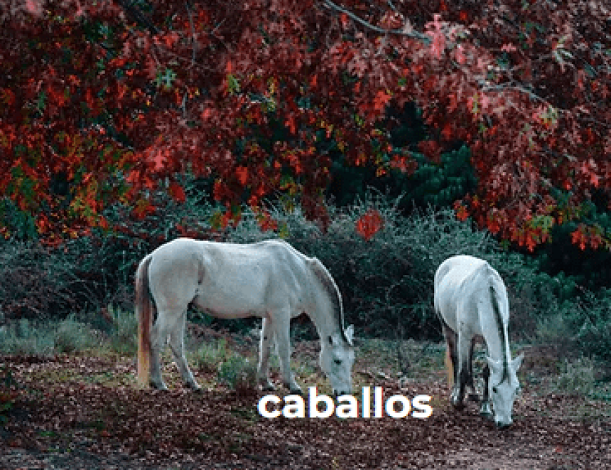 caballos