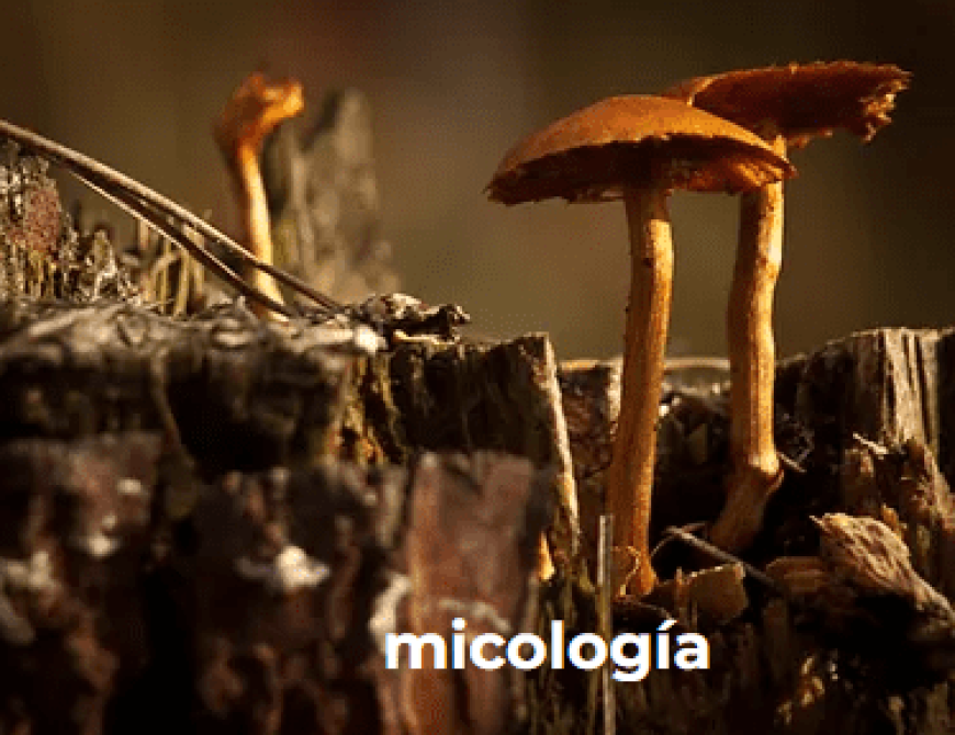 micologia
