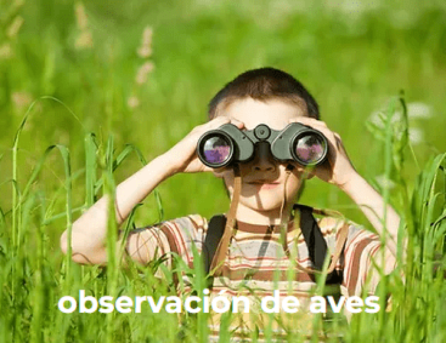 observacion-de-aves