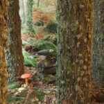 MUSEO-VALLE-DEL-ALBERCHE-IMG_3966©Jose-Luis-RodriguezIMG_4070-red