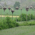 AYA-Naturaleza-Ornitologia-bis