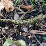 Foto-Ac-Naturaleza-Triton-2-bis